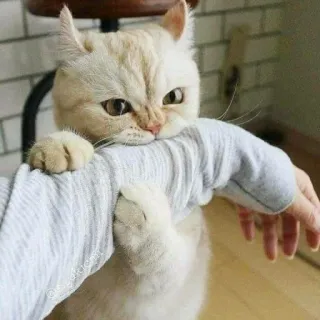 🐈 고양이, 새끼 고양이, 동물, 애완 동물, 귀여운, 집고양이, 물기, 공격성 telegram sticker