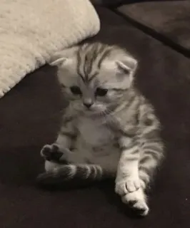 😔 子猫, 猫, ペット, 動物, かわいい, ネコ科, 家庭的 telegram sticker
