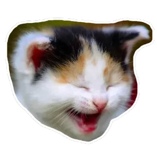 😆 кот, котенок, животное, милый, домашнее животное, млекопитающее, домашний, кошачий whatsapp sticker