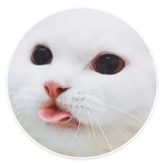 😛 gato, lindo, animal, gato blanco, lengua, pegatina telegram sticker