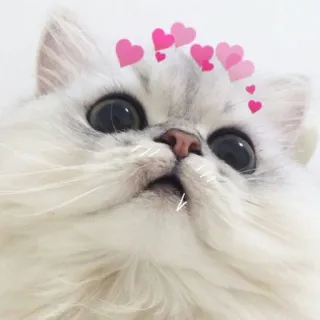 🐱 gato, gatinho, corações, fofo, adorável, animal de estimação, animal telegram sticker