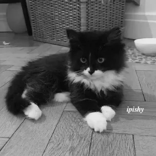 🕸 ipishy 猫, 小猫, 黑白, 燕尾服猫, 宠物, 动物, 家猫 telegram sticker