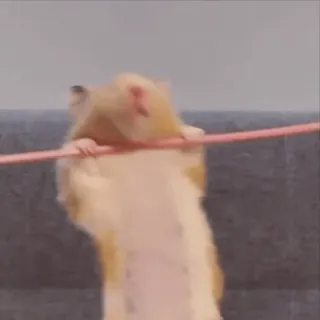 🐹 hamster, animal, fofo, roedor, pequeno animal, animal de estimação telegram sticker