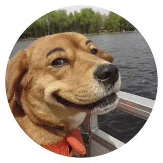 😏 犬, 面白い, ペット, 動物, 眉毛, ボート, 湖 telegram sticker