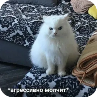 🐱 агрессивно молчит chat, chat blanc, agressif, mème, doux, animal de compagnie, animal telegram sticker