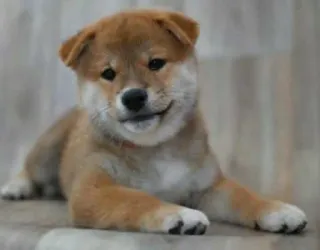 🐗 dog, puppy, animal, pet, cute, shiba inu telegram sticker