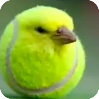👍 oiseau, balle de tennis, animal, mignon, jaune, parodie, drôle telegram sticker