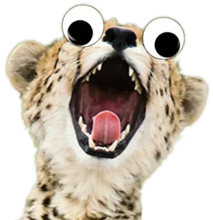 🎃 cheetah, animal, googly eyes, funny, meme, wildlife whatsapp sticker