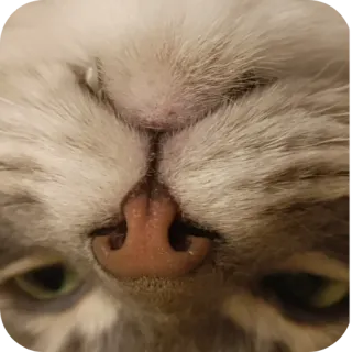 🤓 kucing, hewan peliharaan, hewan, kucing domestik, felin, mamalia telegram sticker