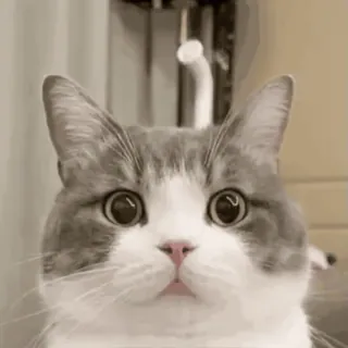 ❓ 猫, 动物, 可爱, 宠物, 小猫, 家畜 whatsapp sticker