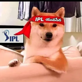 💙 IPL యవసేన cão, meme, IPL, esportes whatsapp sticker