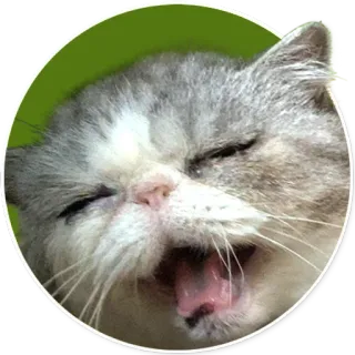 HermineTheCat telegram stickers