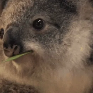 😎 coala, animal, fofo, vida selvagem, Austrália, marsupial, natureza whatsapp sticker