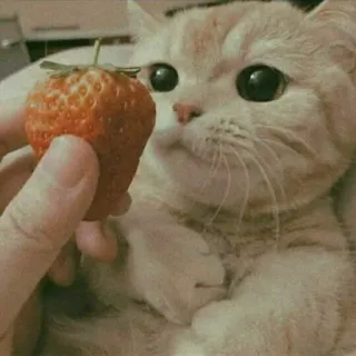 😺 chat, fraise, mignon, animal, animal de compagnie, nourriture telegram sticker