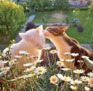 💋 кошки, ромашки, любовь, животные, природа, сад, весна telegram sticker
