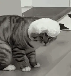 ⭐ 猫, 动物, 宠物, 帽子, 搞笑, 可爱, 小猫 whatsapp sticker