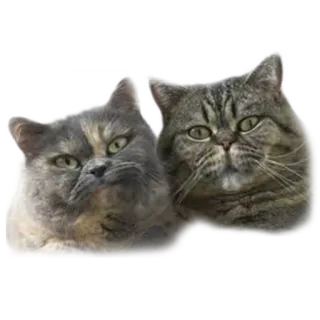 👥 gato, gatos, animales, mascotas, lindo, doméstico, felinos whatsapp sticker