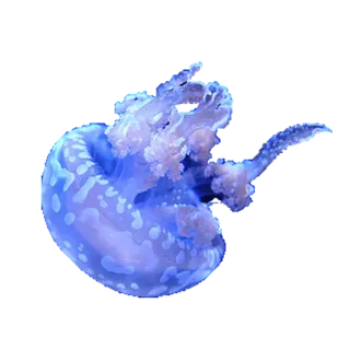 💙 meduza, życie morskie, ocean, morski, wodny, dzika przyroda, natura telegram sticker