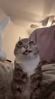 🤩 gatto, animale, animale domestico, divertente, carino, meme telegram sticker