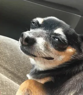 😉 dog, chihuahua, smug, side-eye, funny, meme, skeptical, pet whatsapp sticker