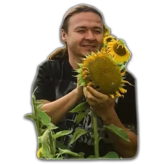 🌻 ทานตะวัน, พืช, ธรรมชาติ, เกษตรกรรม, ทุ่งนา, เกษตรกร whatsapp sticker