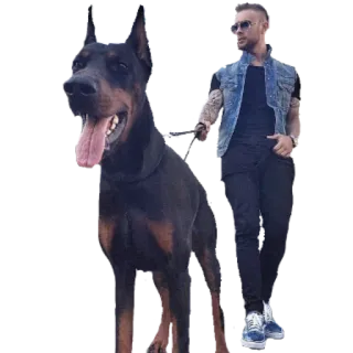 🙁 uomo, cane, dobermann, animale domestico, animale, camminare, stile, moda telegram sticker