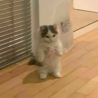 🪐 cat, kitten, standing, animal, pet, cute telegram sticker