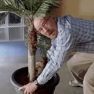 🌓 Walter White Breaking Bad drama, tv, plant, actor, man telegram sticker