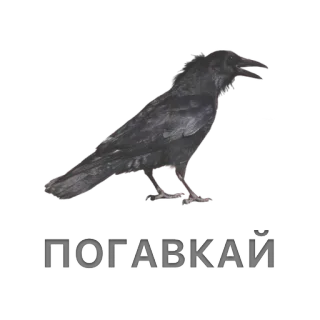Разное by @fStikBot telegram stickers