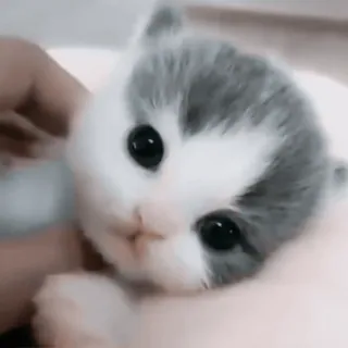 ♟ котенок, милый, животное, кошка, домашнее животное, домашнее животное telegram sticker