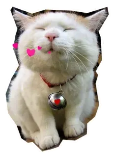 😘 kat, kitten, schattig, dier, huisdier, hartjes telegram sticker