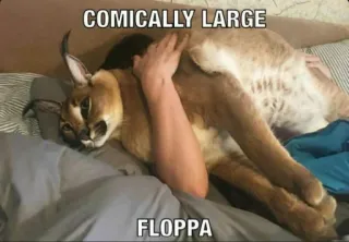 🐱 COMICALLY LARGE FLOPPA Katze, Karakal, Floppa, Meme, Tier, Haustier telegram sticker
