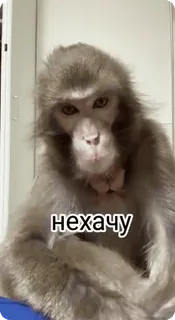 🌟 нехачу scimmia, animale, fauna selvatica, meme, carino whatsapp sticker