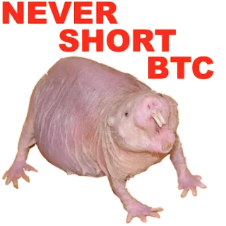 🚀 NEVER SHORT BTC Bitcoin, Krypto, Nacktmull, Meme, Kryptowährung, Finanzen, Trading telegram sticker