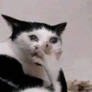 🎃 gato, chorando, triste, meme, animal, animal de estimação whatsapp sticker
