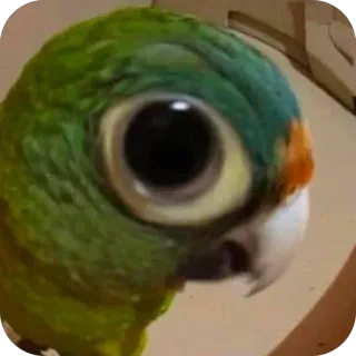 🫥 papegaai, vogel, dier, schattig, grappig telegram sticker