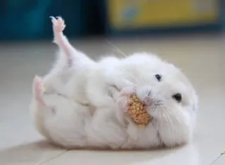 😋 hamster, cute, animal, pet, rodent, white, eating telegram sticker