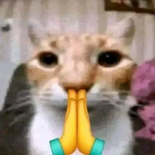 🙏 cat whatsapp sticker