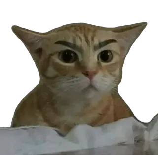 😻 kot, śmieszne, mem, zwierzę, zwierzę domowe, brwi telegram sticker