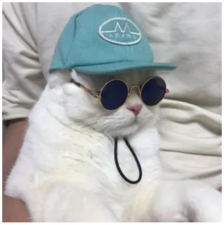 👀 ADANG gatto, occhiali da sole, cappello, animale domestico, animale, carino whatsapp sticker