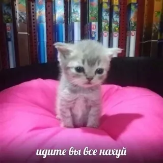 💘 идите вы все нахуй Kätzchen, Katze, süß, beleidigende Sprache, Schimpfwörter telegram sticker