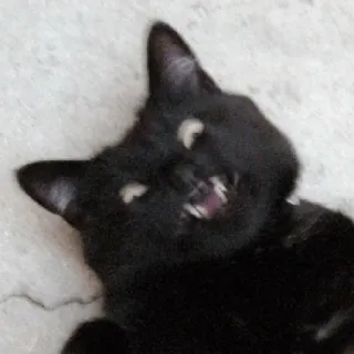 😀 black cat, animal, domestic cat, pet, cat, feline telegram sticker