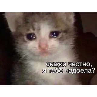🛼 скажи честно, я тебе надоела? telegram sticker