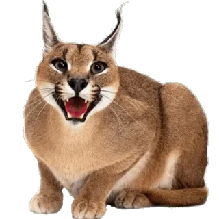 😆 каракал, кот, животное, дикая природа, крупная кошка, флоппа telegram sticker
