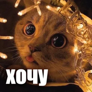 🥺 хочу cat, cute, funny, meme telegram sticker