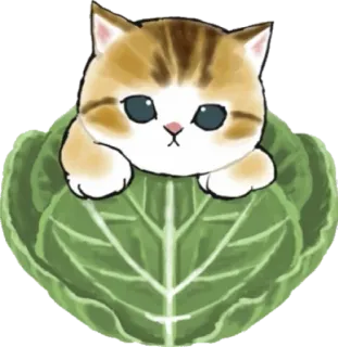 🥬 gato, gatinho, repolho, fofo, animal telegram sticker