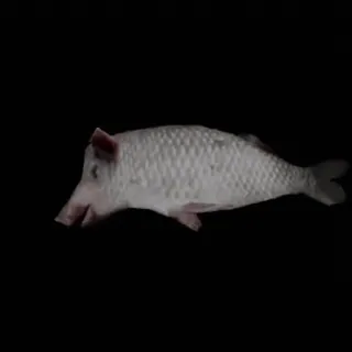 🐖 porco, peixe, híbrido, animal, criatura, estranho, engraçado telegram sticker