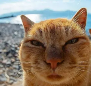 😑 cat, ginger cat, pet, animal, beach, summer telegram sticker