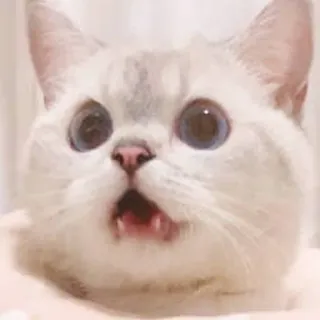 😧 cat, cute, surprised, shocked, animal, kitten whatsapp sticker