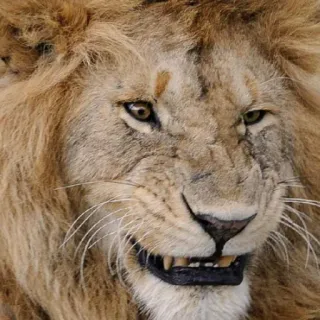 🤢 leão, animal, mamífero, vida selvagem, predador, feroz telegram sticker
